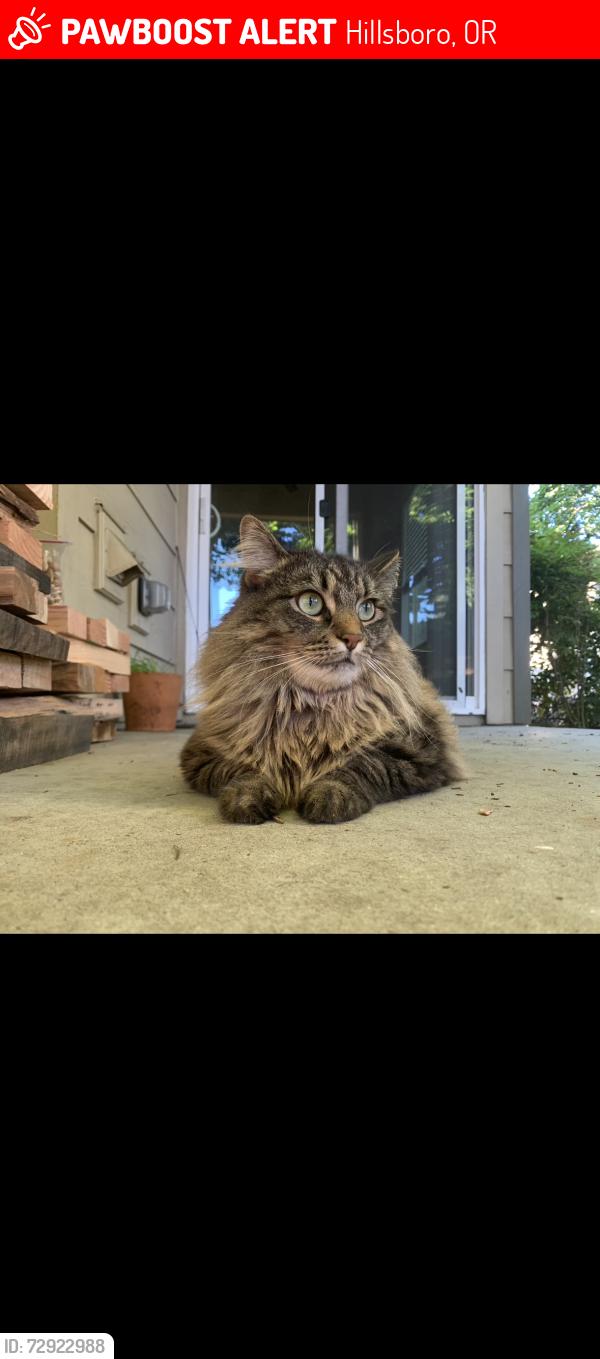 Lost Female Cat last seen The Club apmts, Hillsboro, OR 97124