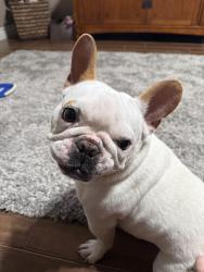 Reunited Female Dog last seen Limonite/Hamnee, Eastvale, CA 92880