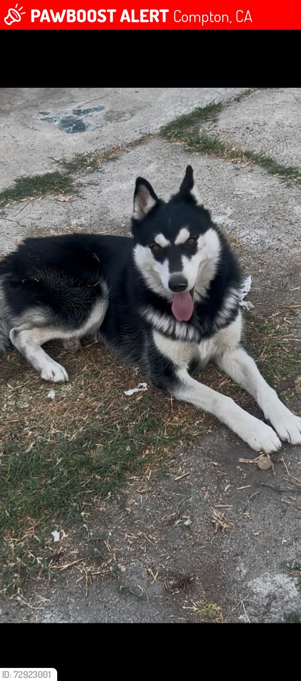 Lost Male Dog last seen Carlin and Atlantic, Compton, CA 90220