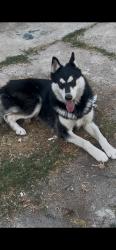 Lost Male Dog last seen Carlin and Atlantic, Compton, CA 90220