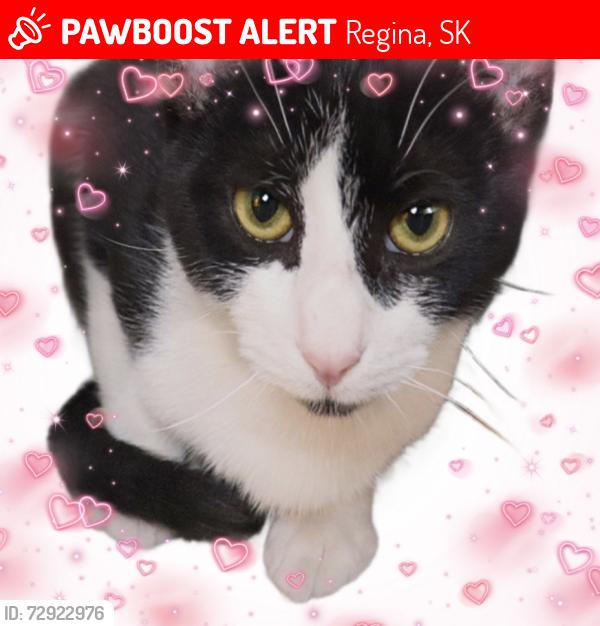 Lost Male Cat last seen Cornwall construction site , Regina, SK 