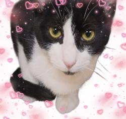 Lost Male Cat last seen Cornwall construction site , Regina, SK 