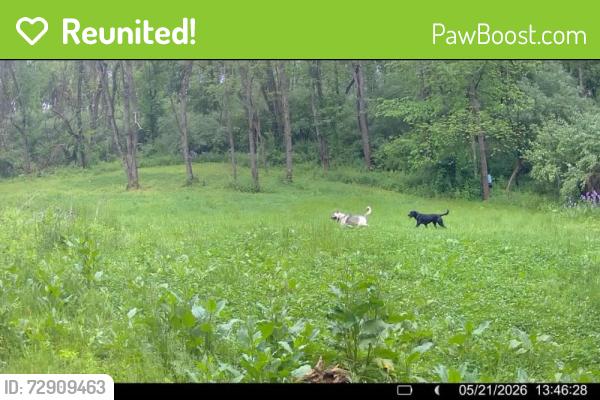 Reunited Unknown Dog last seen Woods of properties that live on High Point Dr, Turbot Township, PA 17847