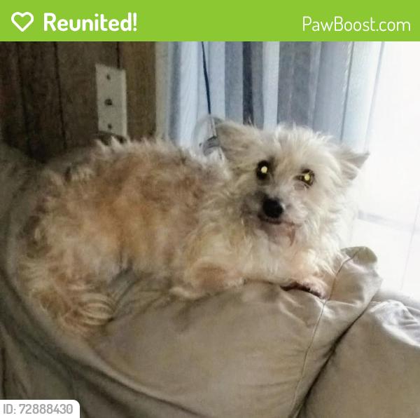 Reunited Female Dog last seen Smith st, 5th street,fire station, Heritage Museum,Oriley's , Brazoria County, TX 77422
