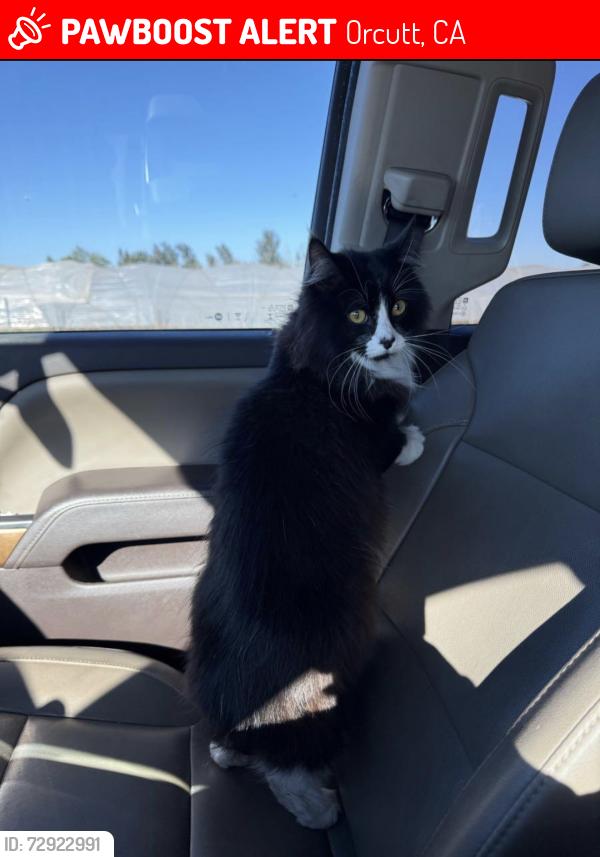 Lost Male Cat last seen Poppy Lane, Orcutt, CA 93455