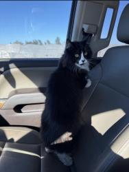 Lost Male Cat last seen Poppy Lane, Orcutt, CA 93455