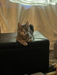 Reunited Female Cat last seen Holcombe and Greenbrier, Houston, TX 77030