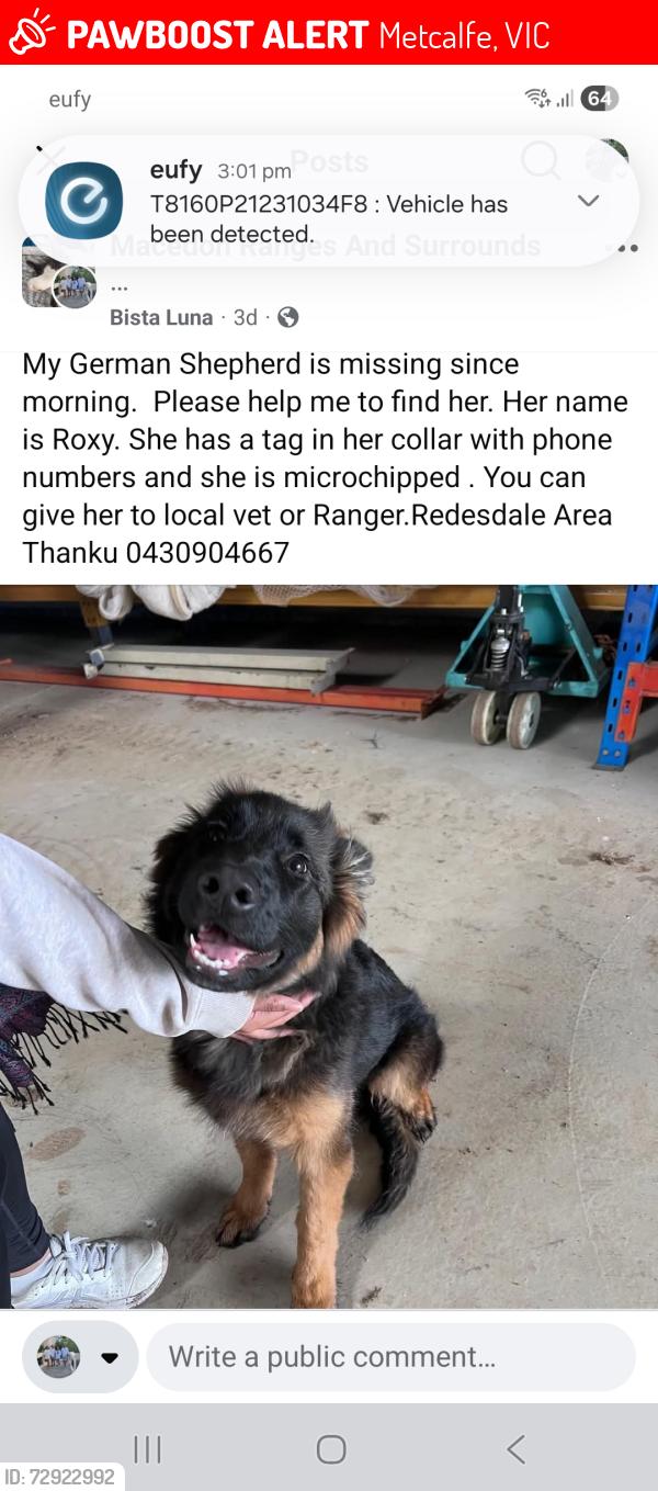 Lost Female Dog last seen Metcalfe-redesdale rd, Metcalfe, VIC 3448