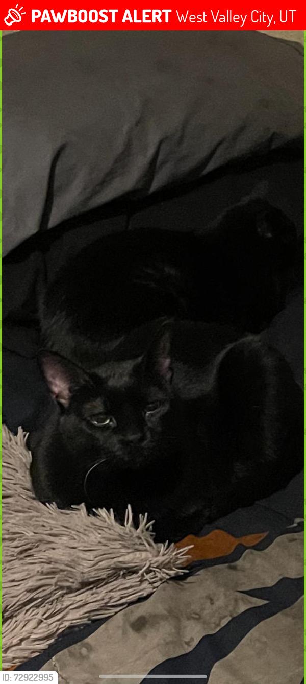 Lost Female Cat last seen Near S. 4000 W. 4100 S. 4000 W. , West Valley City, UT 84120