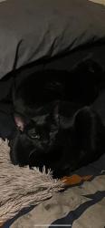 Lost Female Cat last seen Near S. 4000 W. 4100 S. 4000 W. , West Valley City, UT 84120