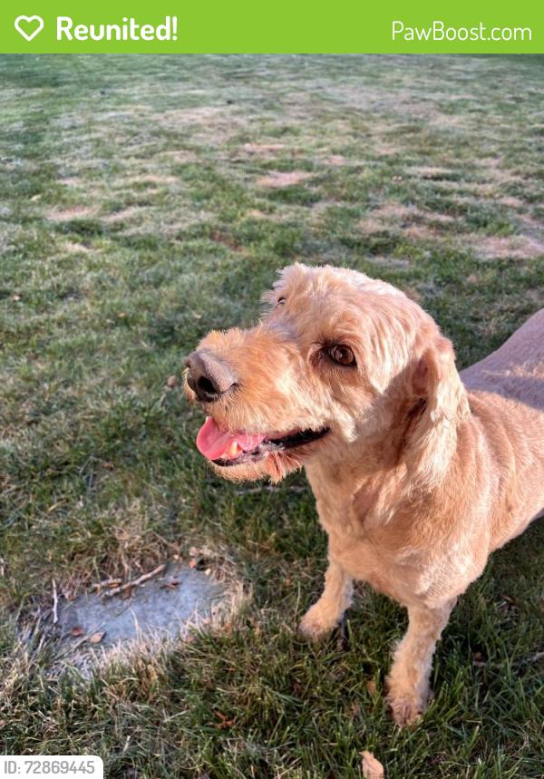 Reunited Female Dog last seen near Murdoch trail in Lindon, Lindon, UT 84042