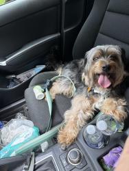 Reunited Unknown Dog last seen Kernersville post office by Kerner Street , Kernersville, NC 27284