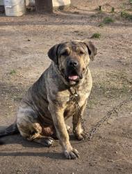 Lost Male Dog last seen Tobacco hse, Cherryville, NC 28021