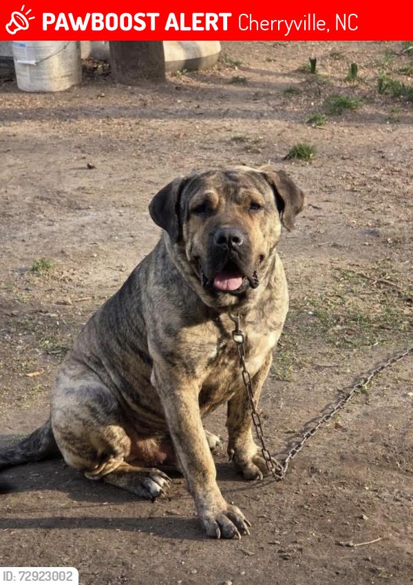 Lost Male Dog last seen Tobacco hse, Cherryville, NC 28021