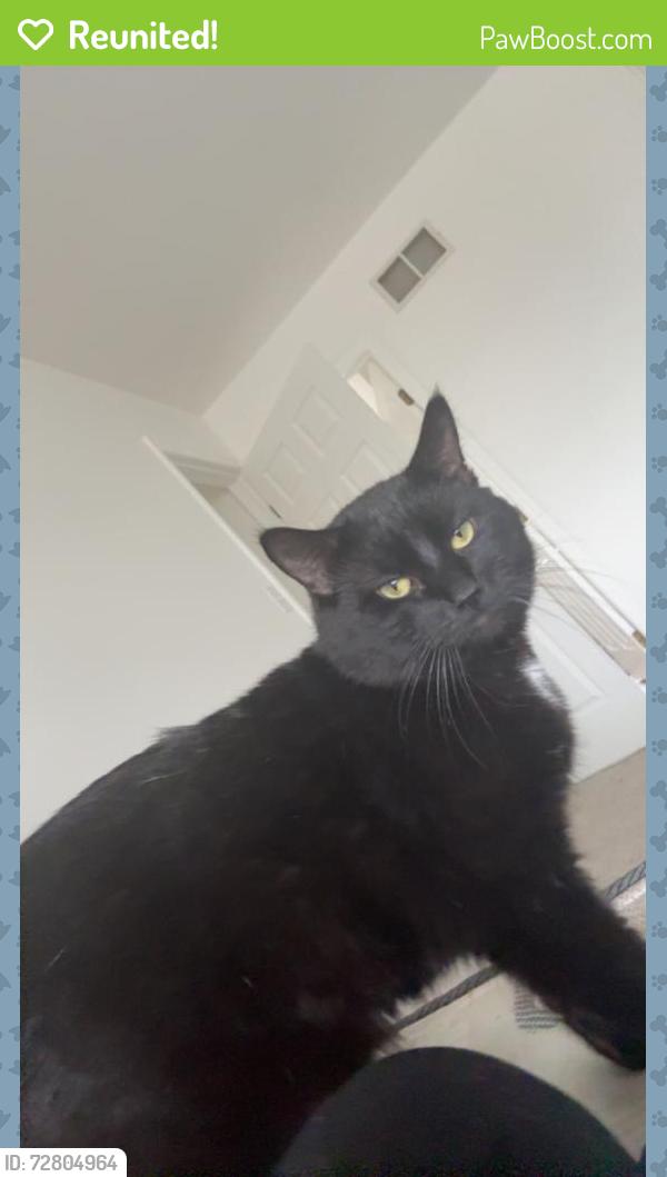 Reunited Male Cat last seen Near Girard Ave, West Lawn, PA 19609, USA, West Lawn, PA 19609