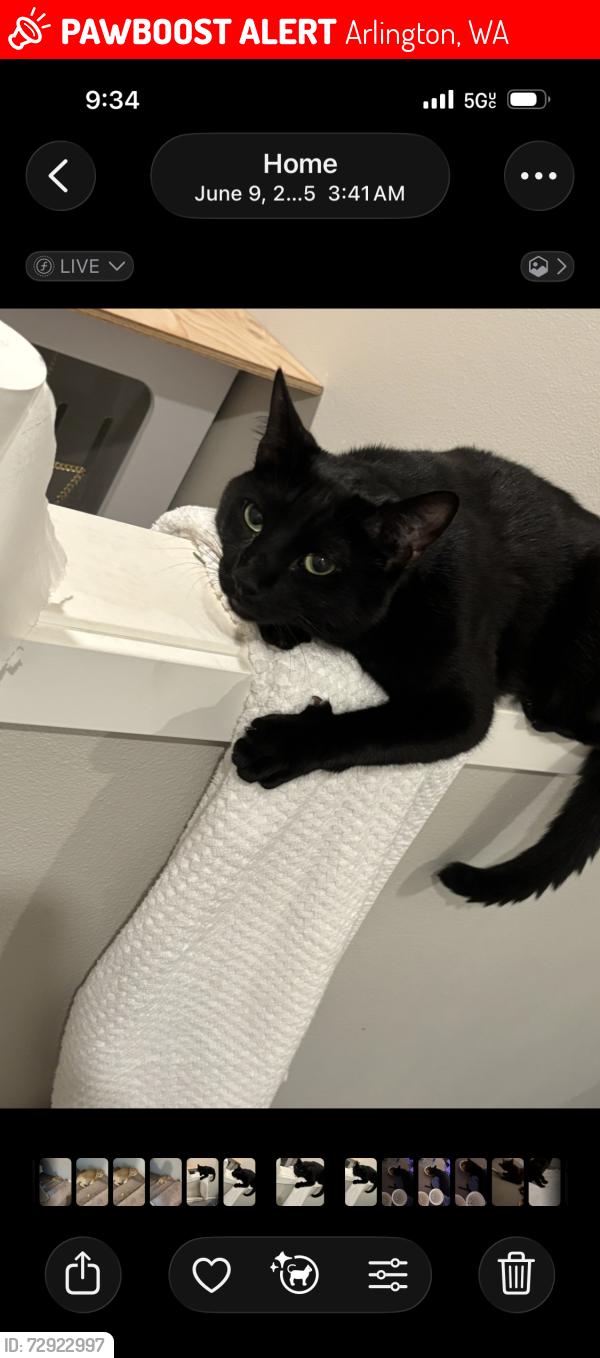 Lost Male Cat last seen Alcazar Ave, Gilman Ave, division st , Arlington, WA 98223