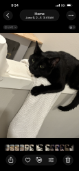 Lost Male Cat last seen Alcazar Ave, Gilman Ave, division st , Arlington, WA 98223