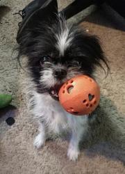 Reunited Female Dog last seen Near S Broadway Ave Wichita, Wichita, KS 67216