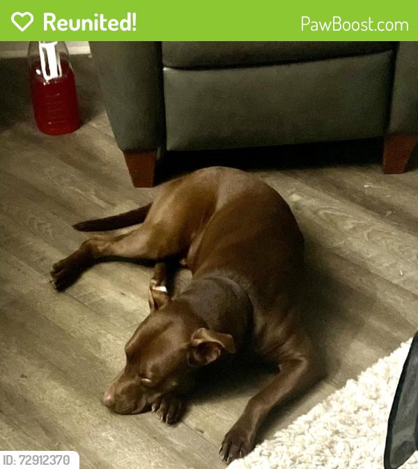 Reunited Male Dog last seen Americo, Acworth, GA 30101