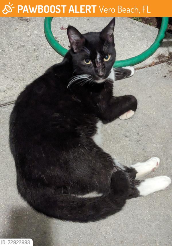 Found/Stray Unknown Cat last seen Neighborhood behind Mrs. Mac's, Vero Beach, FL 32960