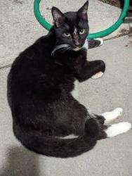Found/Stray Unknown Cat last seen Neighborhood behind Mrs. Mac's, Vero Beach, FL 32960