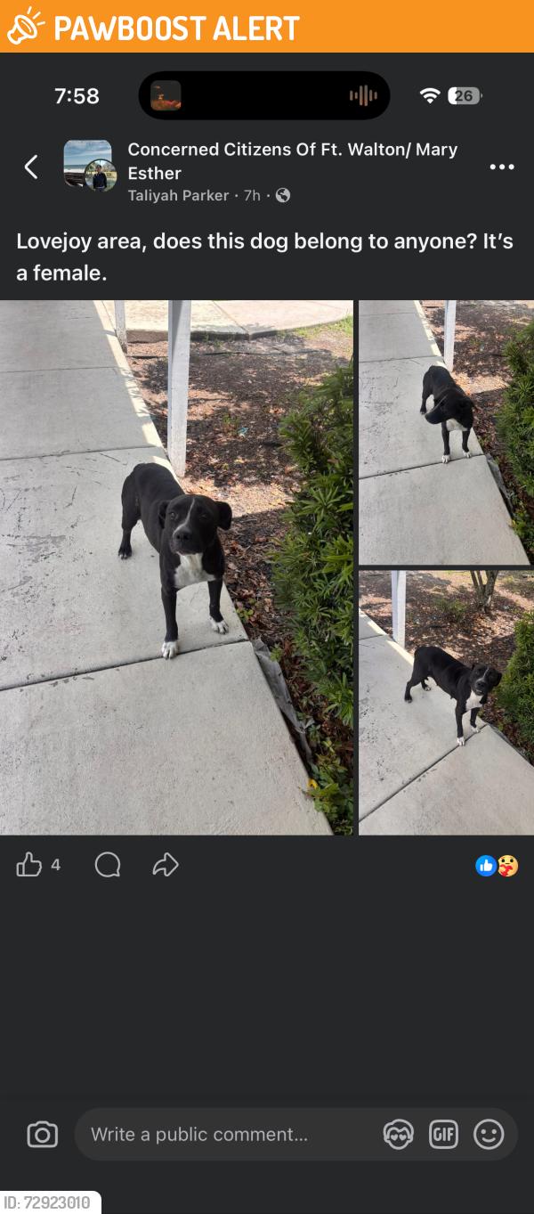 Found/Stray Female Dog last seen Lovejoy Rd, Fort Walton Beach, FL 32548