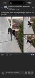 Found/Stray Female Dog last seen Lovejoy Rd, Fort Walton Beach, FL 32548