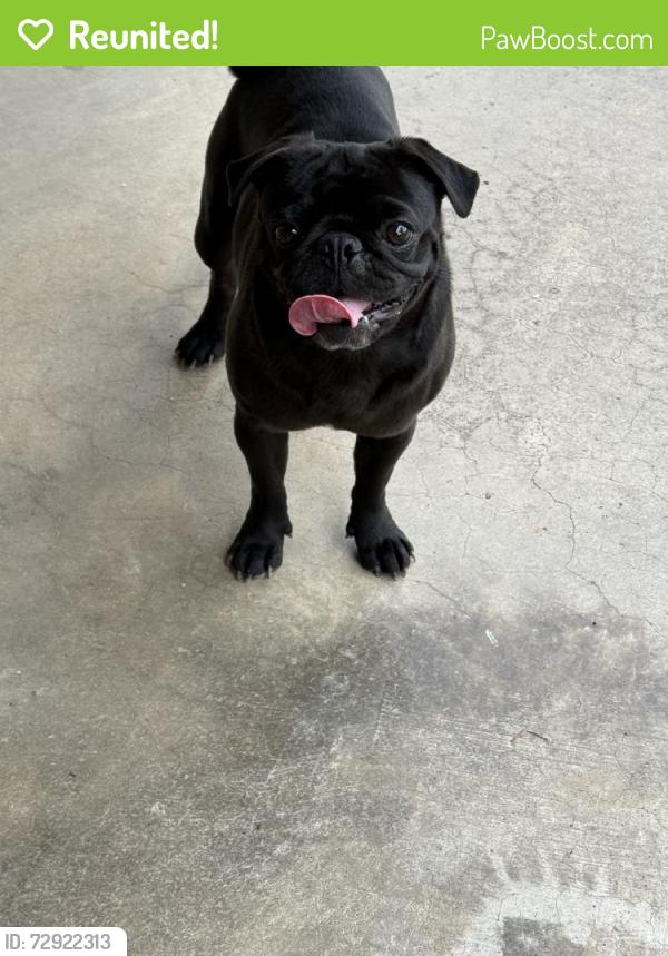 Reunited Female Dog last seen Near Yale St, Irving, TX 75061, USA, Irving, TX 75061
