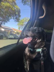 Lost Male Dog last seen waratah st arncliffe, Arncliffe, NSW 2205