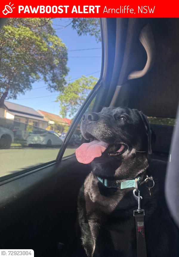 Lost Male Dog last seen waratah st arncliffe, Arncliffe, NSW 2205