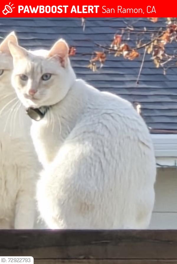 Lost Male Cat last seen Montevideo Dr. and Mangos Dr. San Ramon, San Ramon, CA 94583