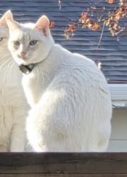 Lost Male Cat last seen Montevideo Dr. and Mangos Dr. San Ramon, San Ramon, CA 94583