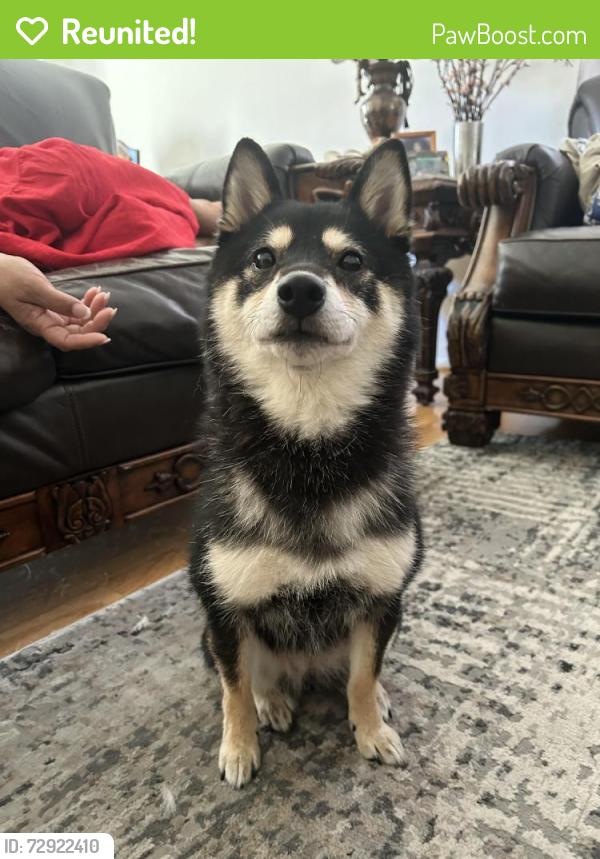 Reunited Female Dog last seen Russel & Fort Apache, Las Vegas, NV 89148