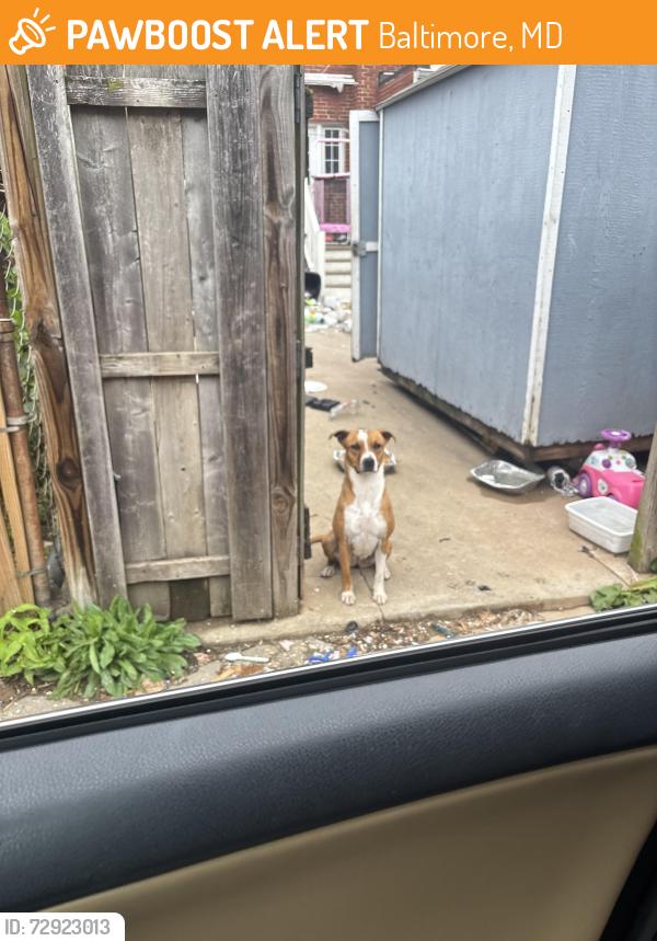 Found/Stray Female Dog last seen Near eastdale road 21224, Baltimore, MD 21224