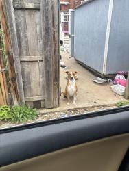 Found/Stray Female Dog last seen Near eastdale road 21224, Baltimore, MD 21224