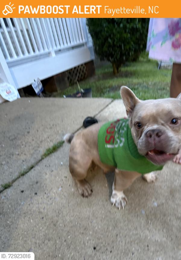 Found/Stray Female Dog last seen Ridge rd Fayetteville NC, Fayetteville, NC 28311