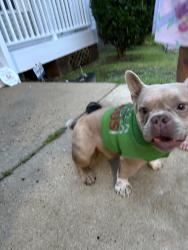 Found/Stray Female Dog last seen Ridge rd Fayetteville NC, Fayetteville, NC 28311