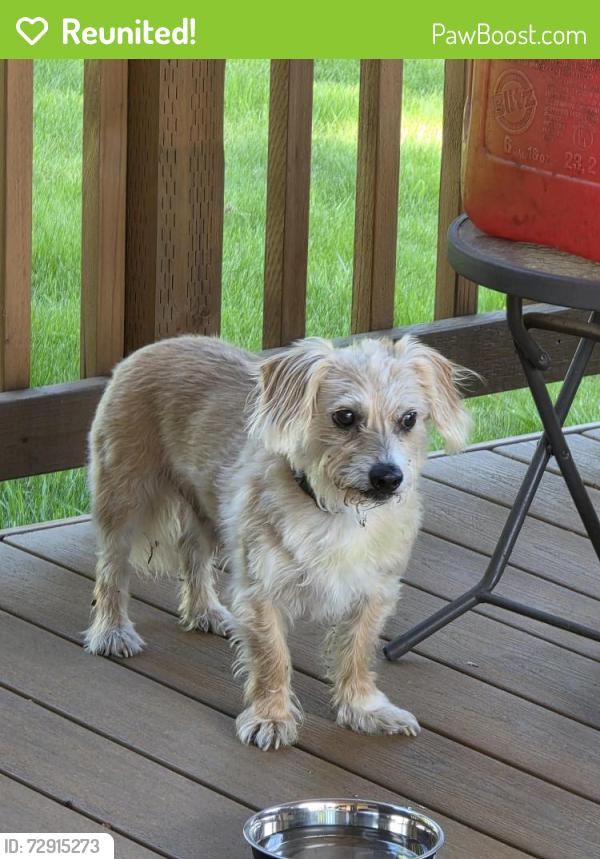Reunited Male Dog last seen Near se 263rd,  kent, Kent, WA 98042
