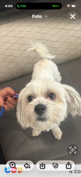 Lost Male Dog last seen Near Lisa Dr, Modesto, CA 95350