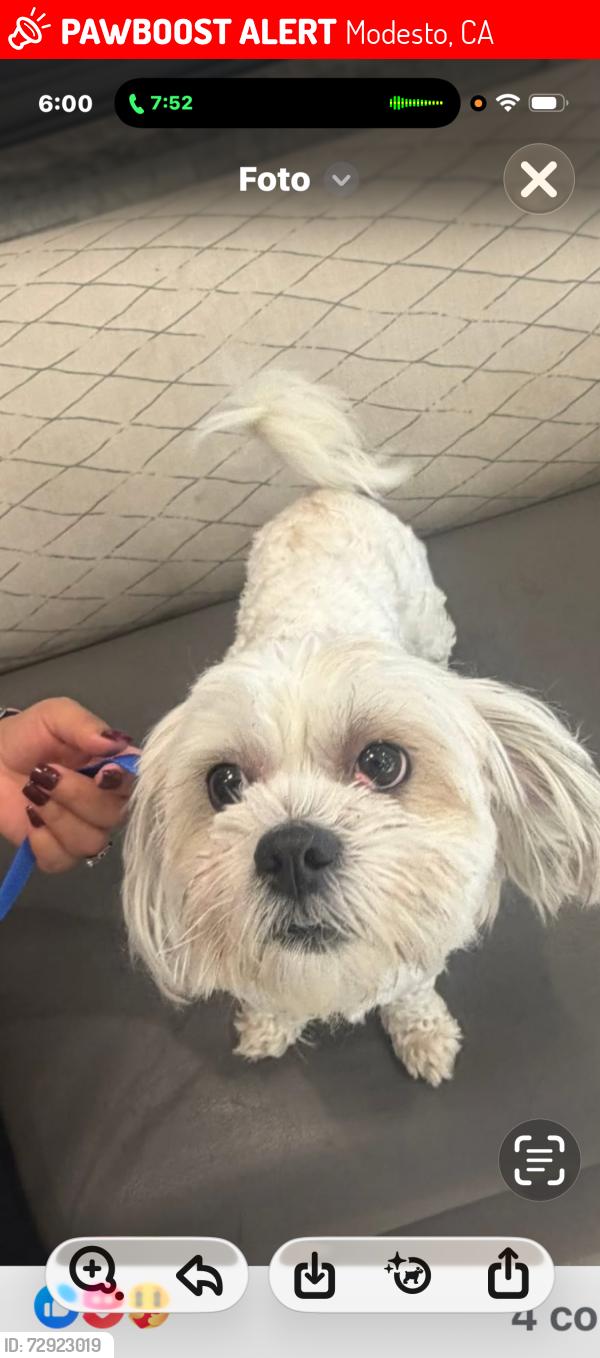 Lost Male Dog last seen Near Lisa Dr, Modesto, CA 95350