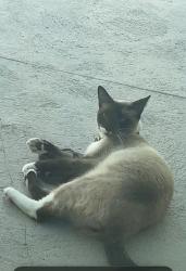 Lost Male Cat last seen Near SW 160th St, Palmetto Bay, Palmetto Bay, FL 33157