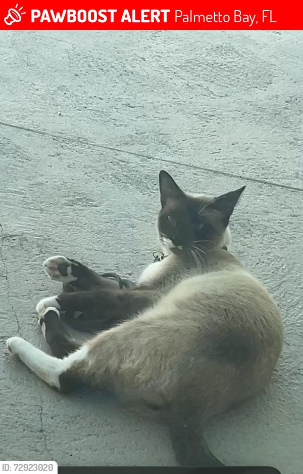 Lost Male Cat last seen Near SW 160th St, Palmetto Bay, Palmetto Bay, FL 33157