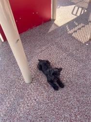 Reunited Female Dog last seen rosewell rd, West Covina, CA 91791