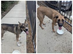 Found/Stray Male Dog last seen Lake Ridge Pkwy, Grand Prairie, TX 75052