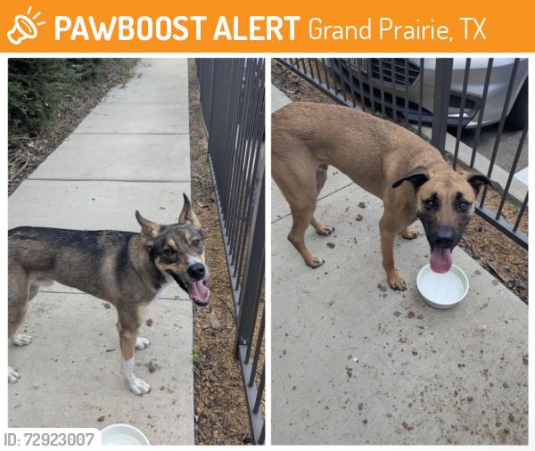 Found/Stray Male Dog last seen Lake Ridge Pkwy, Grand Prairie, TX 75052