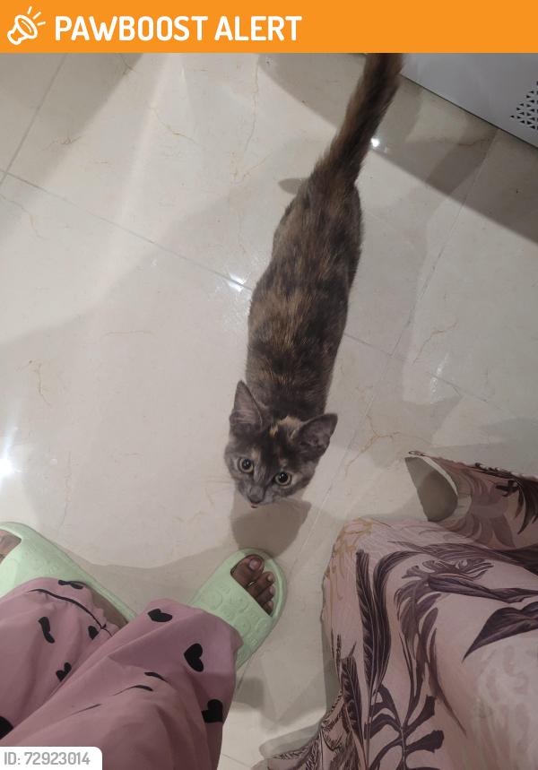 Found/Stray Female Cat last seen very close to Harlington corner, Harlington, England UB3 5EG