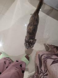 Found/Stray Female Cat last seen very close to Harlington corner , Harlington, England UB3 5EG