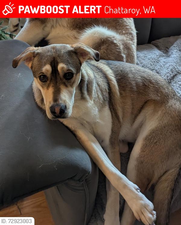 Lost Female Dog last seen Riverside Market / River Estates Ln. Possibly seen Ruff Ln heading SE., Chattaroy, WA 99003