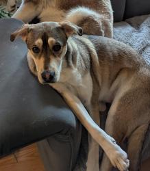 Lost Female Dog last seen Riverside Market / River Estates Ln. Possibly seen Ruff Ln heading SE., Chattaroy, WA 99003