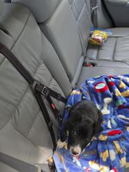 Found/Stray Unknown Dog last seen Raiders Walk apmt Complex, Lubbock, TX 79415